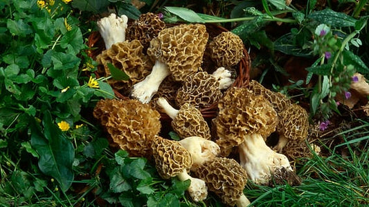 Morel mushroom (Gucchi)