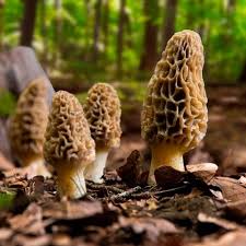 Morel mushroom (Gucchi)