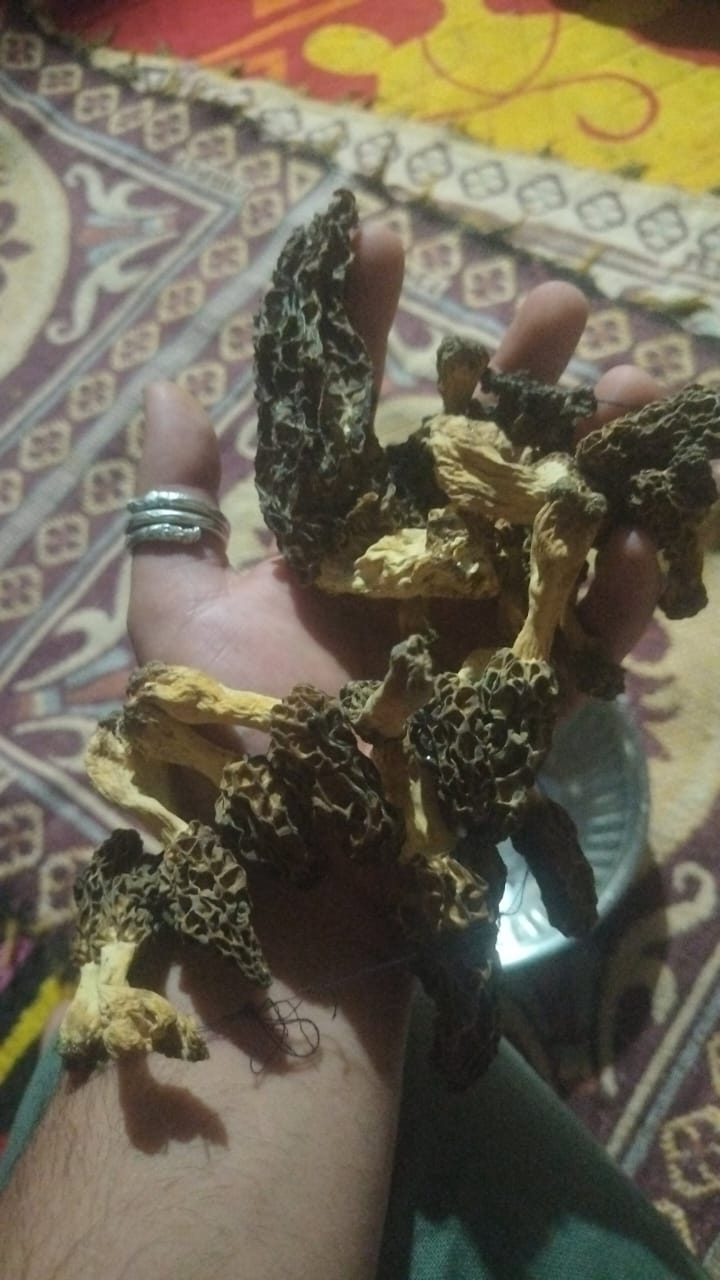 Morel mushroom (Gucchi)